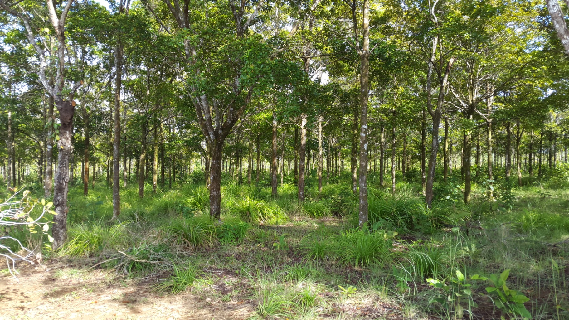 Natural Capital