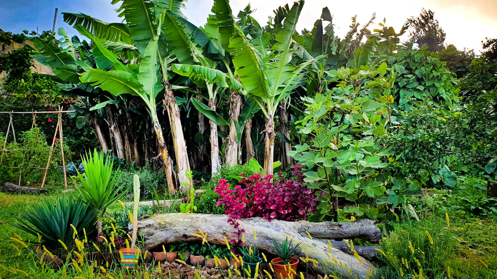 Edible landscape and regenerative land systems.